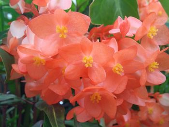 Close-up of pink flowers