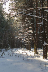 Bare trees on snow covered field