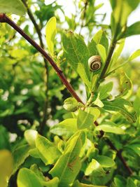 Close-up of insect on plant