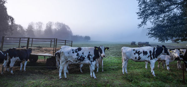 Morning mood in autumn on a pasture with cows and trees. concept ecological agriculture