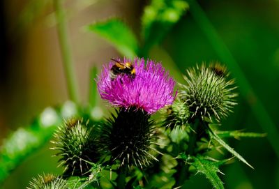 Close-up of bee on thistle