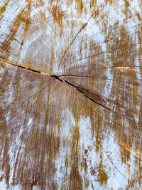 Full frame shot of tree stump