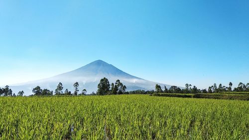 Scenic view of agricultural field against clear blue sky