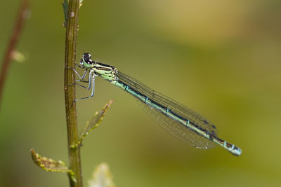 Close-up of damselfly on twig