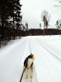 Dog on snow covered road during winter