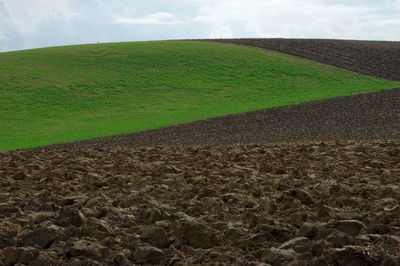 Scenic view of agricultural field against sky