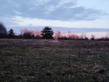 Trees and flowers against sky