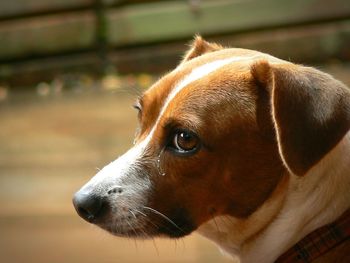 Close-up of dog