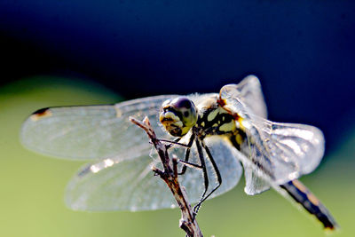 Close-up of insect on flower