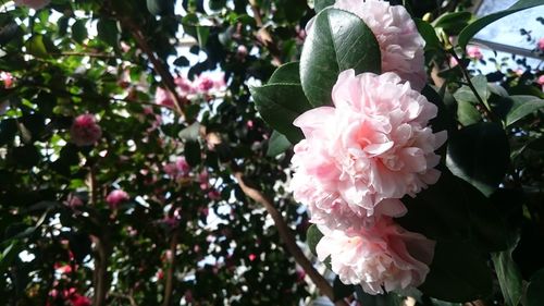 Close-up of pink flowers