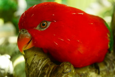 Close-up of red object