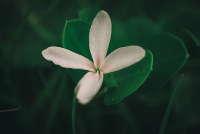 Close-up of flower