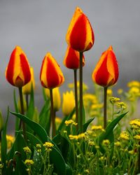 Close-up of crocus in field