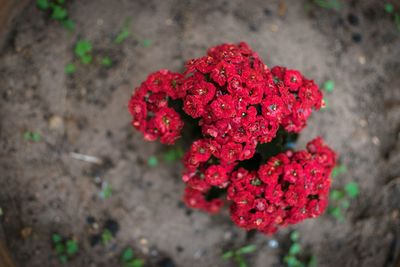 Close-up of red flowers blooming outdoors