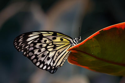 Close-up of butterfly perching on plant