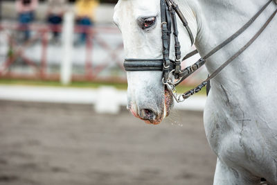 Close-up of horse