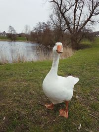 Bird on a field