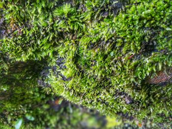 Close-up of moss growing on tree in forest