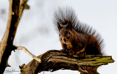 Squirrel on a tree