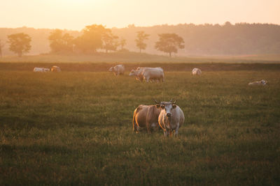 Cows standing on field during sunset