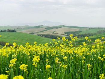 Scenic view of oilseed rape field against sky