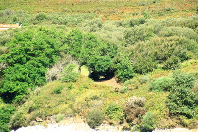 High angle view of green landscape