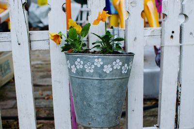 Close-up of potted plant