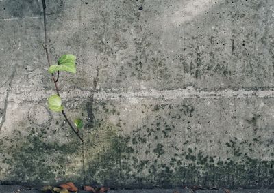 Close-up of plant against wall