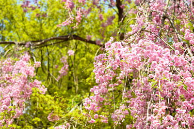 Close-up of pink flowers on plant