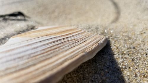 Close-up of lizard on wood