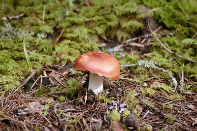 Close-up of mushroom growing on field