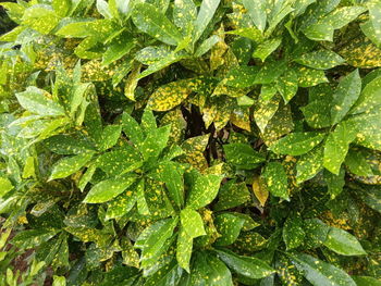 Full frame shot of fresh green leaves