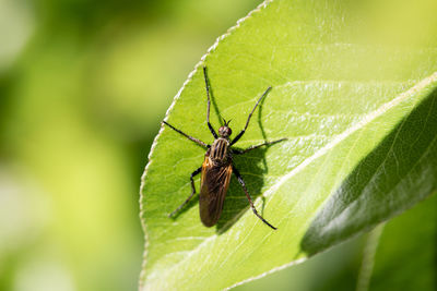 Close-up of spider on leaf