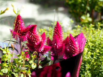 Close-up of pink flowers