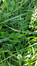 Close-up of ladybug on grass