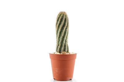 Close-up of potted plant against white background