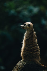 Close-up of meerkat on rock