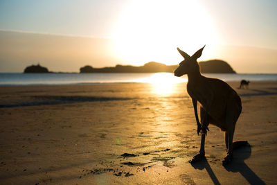 Silhouette kangaroo on beach against sky during sunset