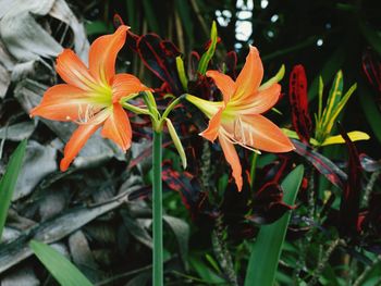 Close-up of fresh flowers