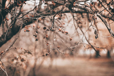 Close-up of cherry blossom tree