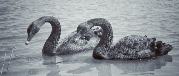 View of swan swimming in lake