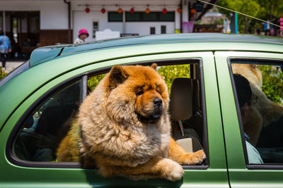 View of dog in car