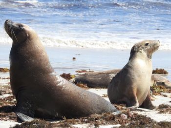 Sea lion on beach