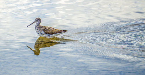 High angle view of a bird in a water