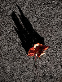 High angle view of maple leaf on concrete wall