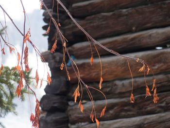 Close-up of plants against trees