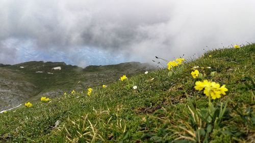 Yellow flowering plants on land against cloudy sky