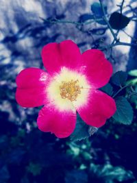 Close-up of pink flower