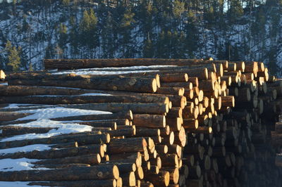 Stack of logs against trees