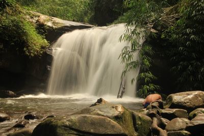 Scenic view of waterfall in forest